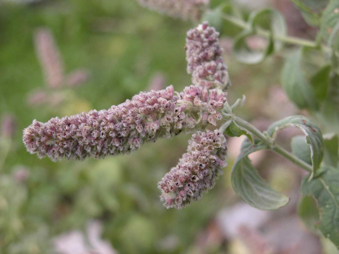 Mint, Horse fruit